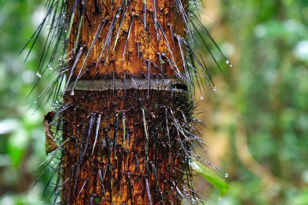 Darien Spiny Palm Tree Panama Darien Spiny Palm Tree Panama