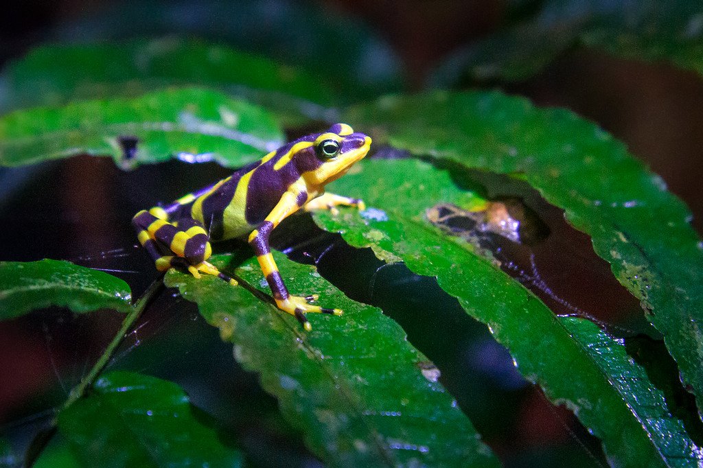 Darien Poison Dart Frog Panama Darien Poison Dart Frog Panama