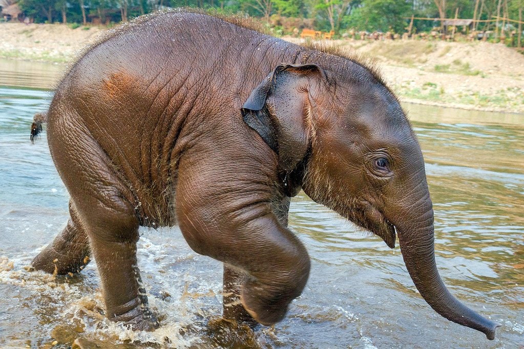 Elephants Love Water Baby Elephant Playing in River