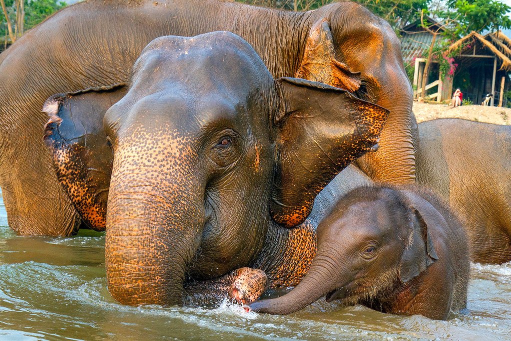 Baby Elephant Playing in River Elephants Swimming in Thailand