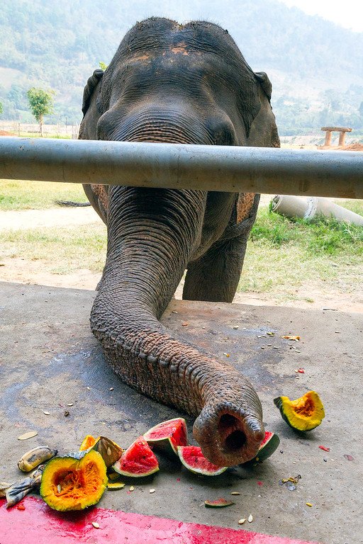 Time for Lunch! Elephant Eating Watermelon