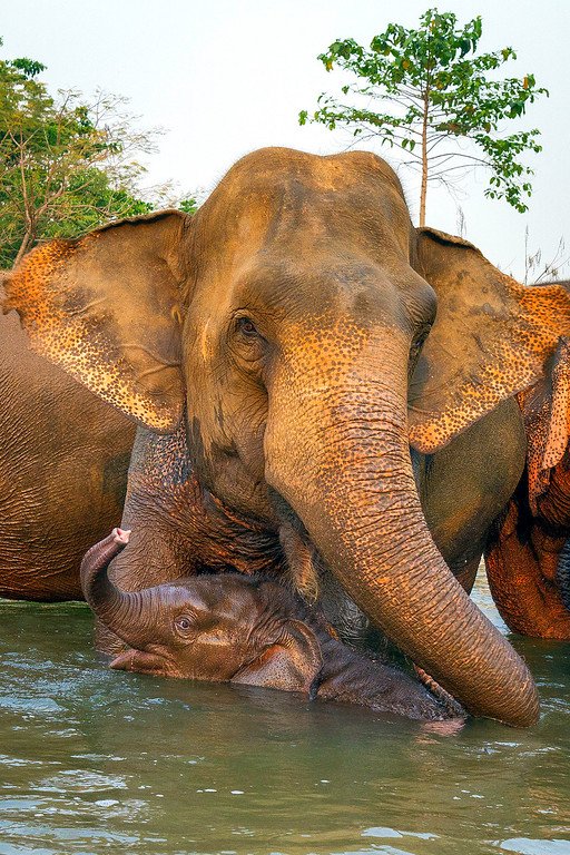 Swimming in the River Elephants taking a bath