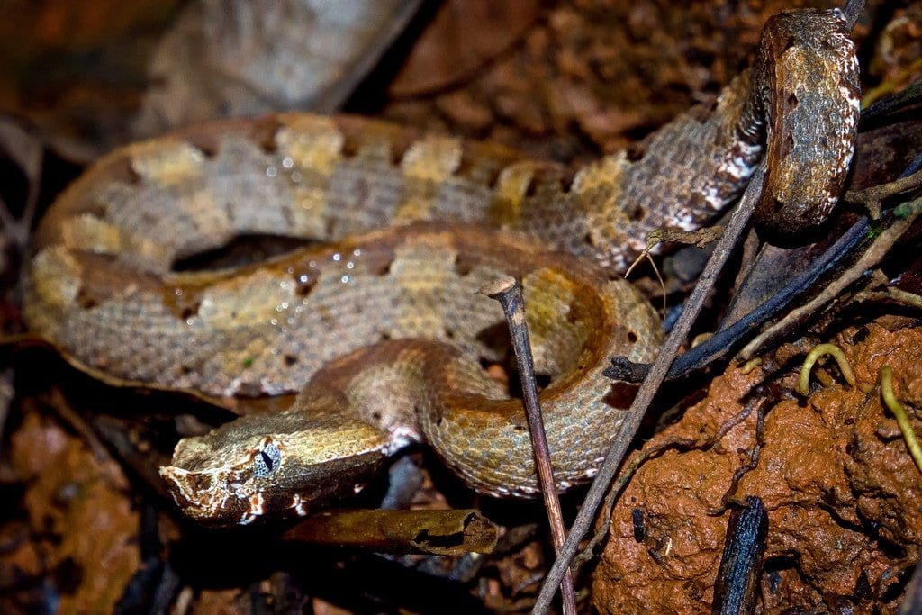 Hog-Nosed Pitviper Snake Pitviper Snake in Costa Rica