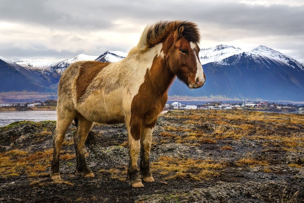 Hardy Icelandic Horse Iceland Photography