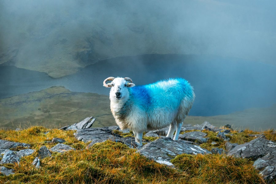 Mountain Climbing Sheep