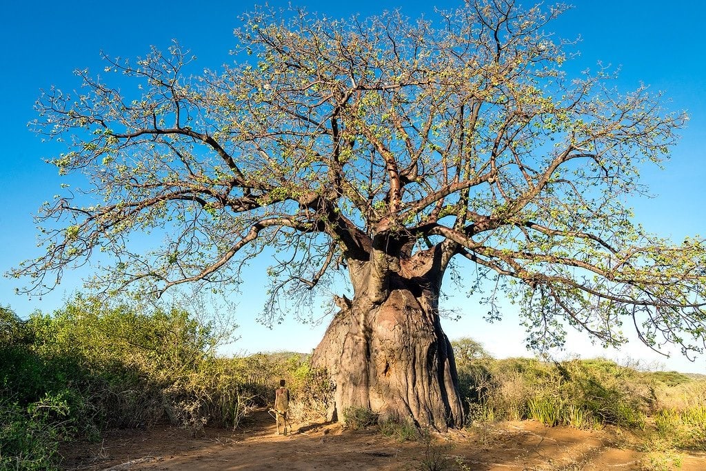 Massive Baobab Tree Tanzania Datoga People
