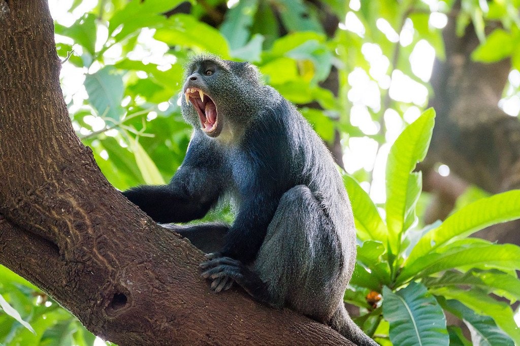 Blue Monkey Screaming in the Trees Blue Monkey Lake Manyara