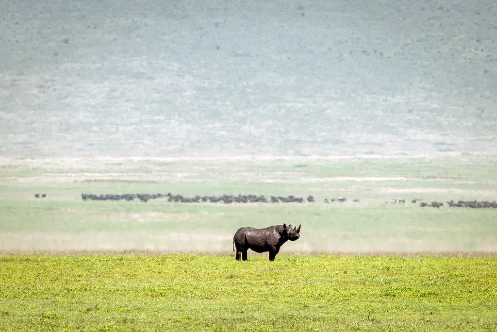Lone Black Rhino Black Rhino Tanzania