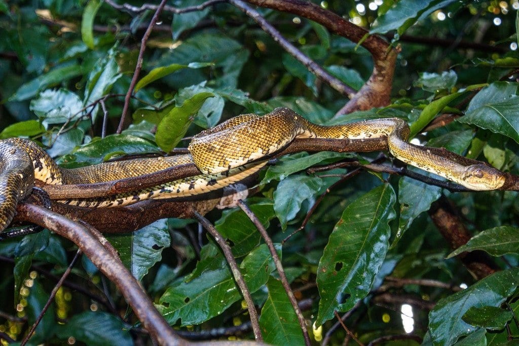 Boa Constrictor Hiding in the Trees Boa Constrictor in Costa Rica