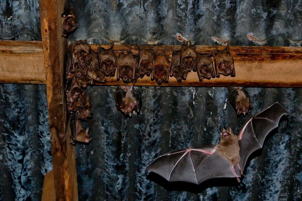 Family of Bats Living in Abandoned Shack Bats in Costa Rica