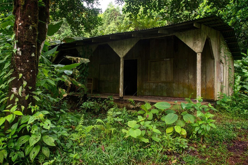 Abandoned Chocolate Farm in the Jungle Chocolate Farm in Costa Rica