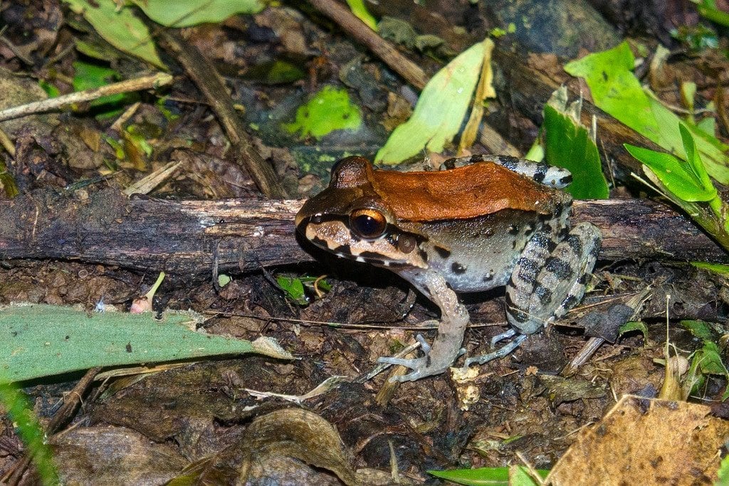Costa Rican Bull Frog Bull Frog in Costa Rica