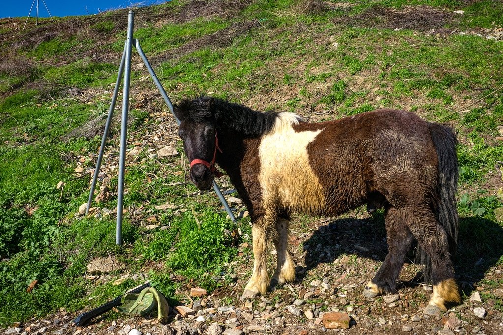 Some of the gypsies own horses and ponies Gypsy Pony in Spain