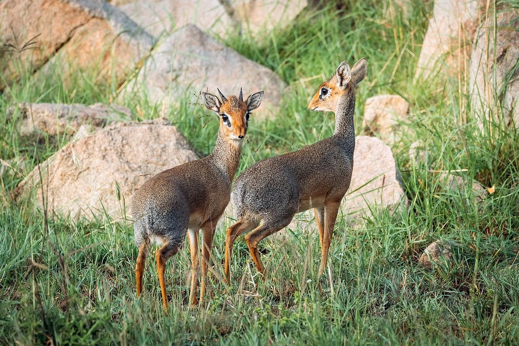 Pair of Dik Diks Serengeti Tanzania Dik Dik