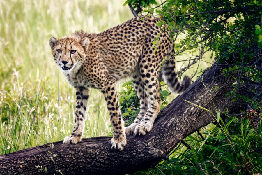 Young Cheetah On the Prowl Safari in South Africa