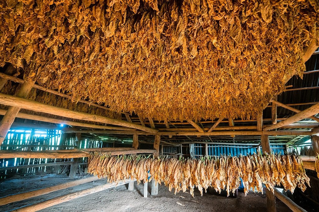 Tobacco Barn Cuba